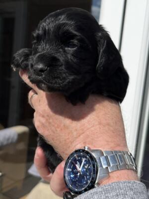 Black Dog (Yellow Collar)