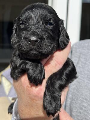 Black Dog (Blue Collar)