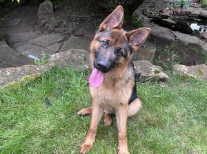 9 month old male. Heidi Di casa Gregori x Vesco