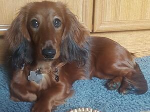 Queen Lada AS 8 moths old