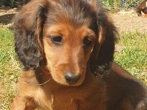 Adora Aria as a puppy
