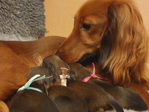Queen Lada AS and her first litter