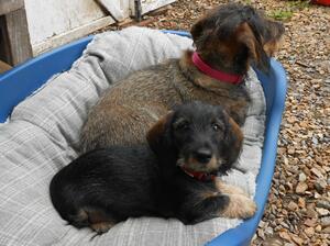 Puppy and Mum