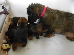 Litter picture