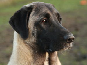 Tala