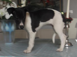 Black and white puppy