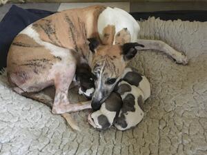 Agnes with puppies on the day of their birth
