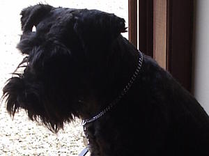 Bertie