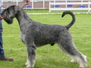 Sire - Ouseview's Flloyd Mayweather at Valter