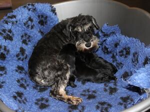 Mum and pups at 1 week