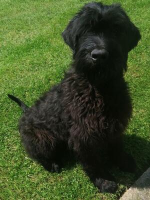 Hollie