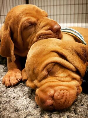 Clementine's Puppies