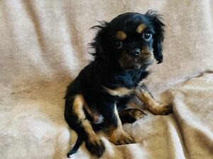 Black and Tan girl