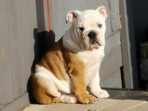 Ruakuri pride and passion (Mable)