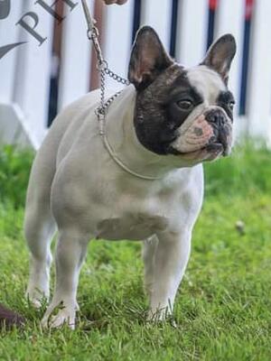 Chareve's Lady Penelope