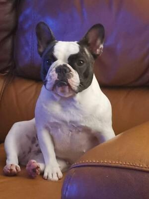 Chareve's lady Penelope