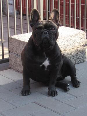 Rozeldogue Made Ya look for Chareve (Izzy)
