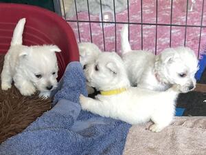 Willows's puppies