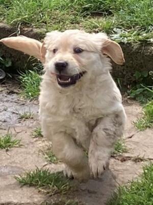 Hannah's puppy