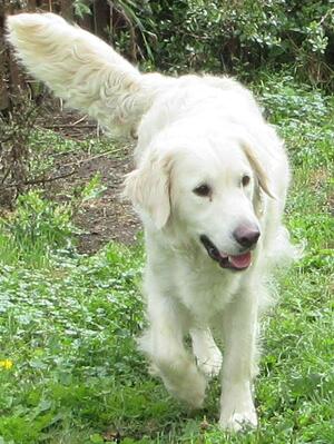 Flossie
