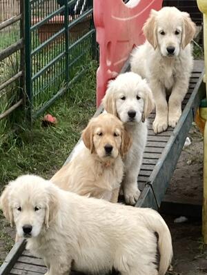 On The Ladder