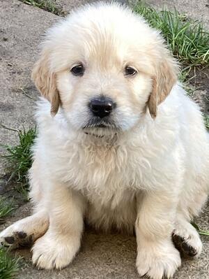 Puppy at 6 Weeks old