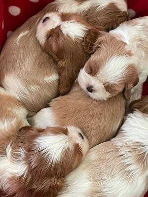 Hetties Puppies