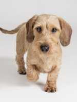 Miniature Wire Haired Dachshund Stud Dogs Near Doncaster South