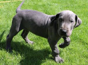 Merlin at 8 weeks