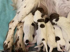Second Litter