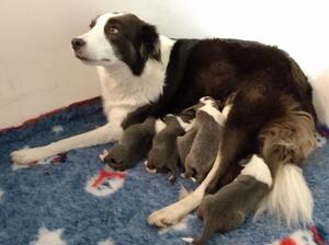 Tymbars Tris with blue Logic litter December 23.