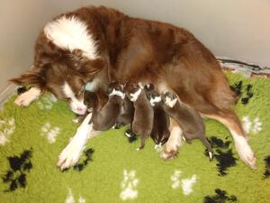 Ruby and pups.