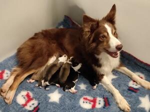 Ruby litter by Goldfever of Dynamic Pleasure.