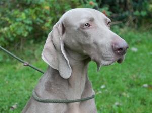 Beautiful Lassie
