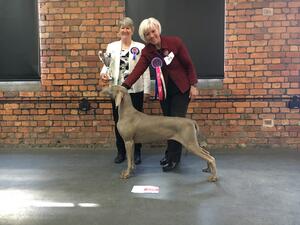 Lassie winning Best Veteran In Show NEWS 2019