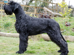 Inca at 6 months