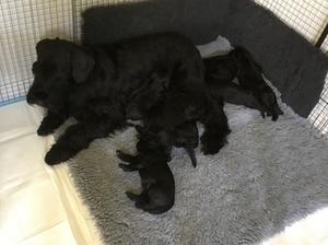 Aida & pups