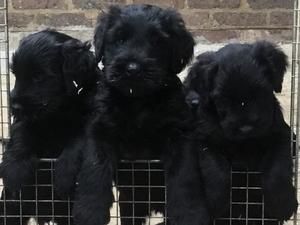 pup
