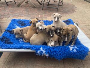 Puppies @ 5 weeks out in the garden