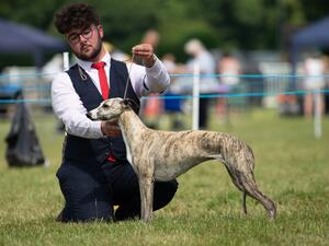 Demi @ Houndshow Champ show 2021 winning Open