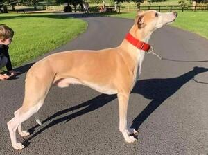 The sire - Gus (Ch Citycroft High Society JW)