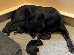 Blackberry with her puppies