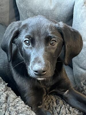 This little guy needs a home