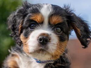 Bracken (First Litter)