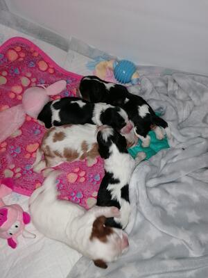 Bailey (First Litter)