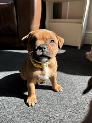 Yellow collared boy