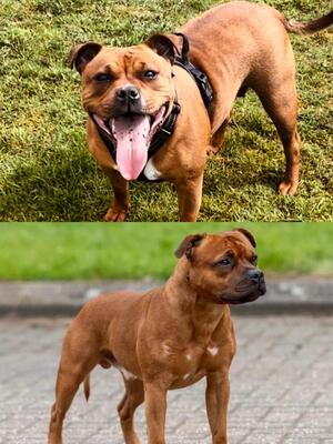 Dam Peppa and Sire Bucky