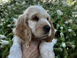 Stunning chap