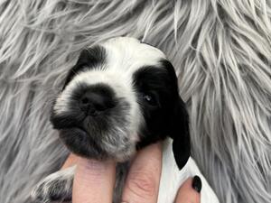 Little girl available - Hannan