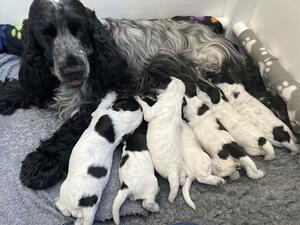 Mother and puppies